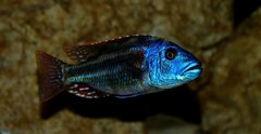 Nimbochromis fuscotaeniatus