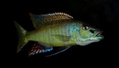 Champsochromis spilorhynchus