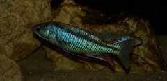 Champsochromis spilorhynchus