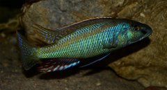 Champsochromis spilorhynchus