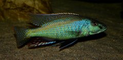 Champsochromis spilorhynchus
