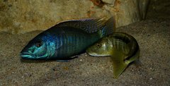 Champsochromis spilorhynchus