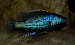 Champsochromis spilorhynchus