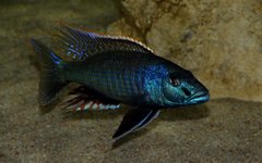 Champsochromis spilorhynchus