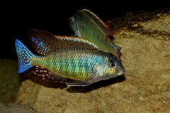 Lethrinops marginatus