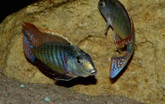 Lethrinops marginatus