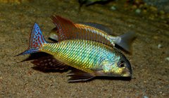Lethrinops marginatus
