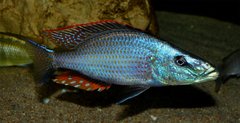 Dimidiochromis compressiceps
