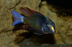 Lethrinops marginatus