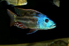 Nimbochromis fuscotaeniatus