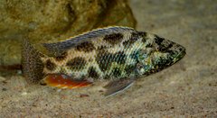 Nimbochromis polystigma