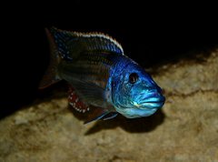 Nimbochromis fuscotaeniatus