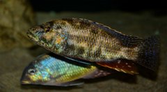 Nimbochromis polystigma