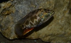 Nimbochromis polystigma