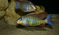 Lethrinops marginatus
