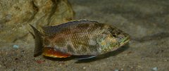 Nimbochromis polystigma