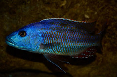 Nimbochromis fuscotaeniatus