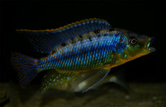 Protomelas sp. hertae