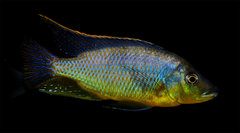 Protomelas sp. hertae