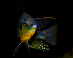 Protomelas sp. hertae