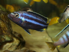 Melanochromis parallelus