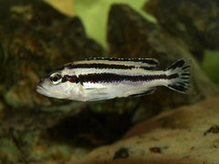 Melanochromis parallelus