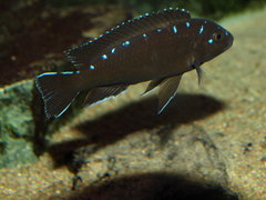 Pseudotropheus sp. "elongatus spot"