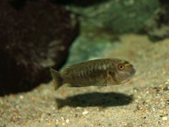 Pseudotropheus Polit