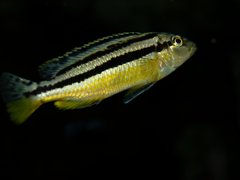 Melanochromis Auratus