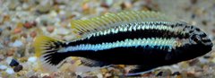 Więcej informacji o „Melanochromis auratus Chidunga”