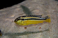 Melanochromis auratus Chidunga