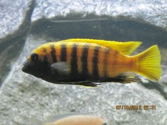 Metriaclima Zebra Gold Kawanga[b]