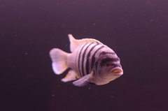 Metriaclima sp.Zebra Chilumba Maison Reef