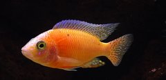 AULONOCARA FIRE FISH CORAL RED