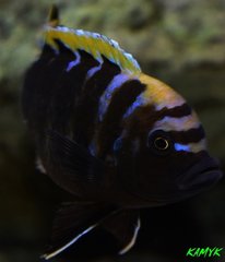 Cynotilapia