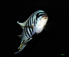 Więcej informacji o „Metricalima zebra Chilumba Maison Reef”