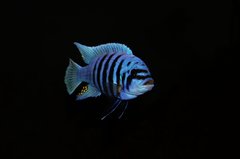 Metriaclima Zebra Chilumba Maison Reef