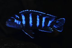 Pseudotropheus Demasoni