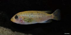 Labeotropheus Fuelleborni Thumbi West