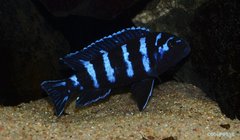 Pseudotropheus Demasoni