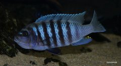 Metriaclima Zebra Chilumba Maison Reef