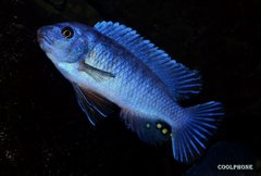 Labeotropheus Fuelleborni Thumbi West