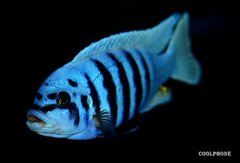 Metriaclima Zebra Chilumba Maison Reef