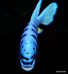 Metriaclima Zebra Chilumba Maison Reef