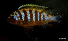 Metriaclima Zebra Long Pelvic Gallireya ReefMetriaclima sp. "red top gallireya"