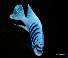 Metriaclima Zebra Chilumba Maison Reef