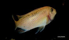 Labeotropheus Fuelleborni Thumbi West