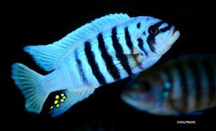 Metriaclima Zebra Chilumba Maison Reef