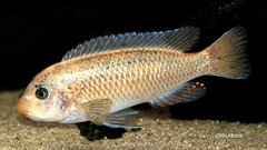 Labeotropheus Fuelleborni Thumbi West