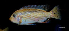 Labeotropheus Fuelleborni Thumbi West